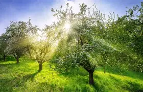 出粮苹果版苹果手机游戏盒